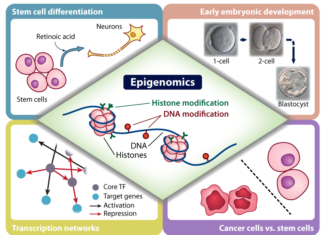 National Institutes of Health Roadmap Epigenomics Project has discovered that DNA methylation involved in gene regulation is largely digital and stochastic