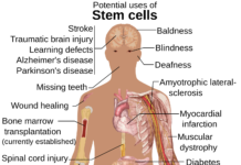 Researchers from the Stowers Institute for Medical Research : New research opens door to expanding stem cells available for transplants