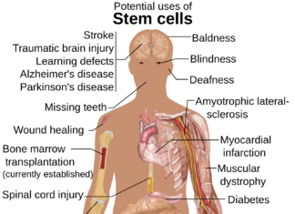 Researchers from the Stowers Institute for Medical Research : New research opens door to expanding stem cells available for transplants