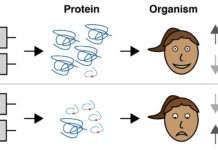 Researchers explains why genetic mutations cause disease in some people but not in others