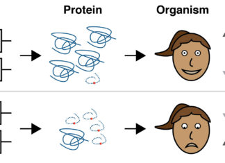 Researchers explains why genetic mutations cause disease in some people but not in others