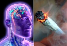 Same genes associated with the use of cannabis are also associated with certain personality types and psychiatric conditions