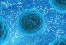 A new understanding of one of the body’s immune defence mechanisms could lead to the development of novel therapeutic targets for conditions such as cancer and autoimmune diseases