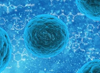 A new understanding of one of the body’s immune defence mechanisms could lead to the development of novel therapeutic targets for conditions such as cancer and autoimmune diseases