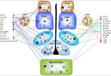 Scientists identified the function of a protein that has been confounding metabolism researchers for more than two decades