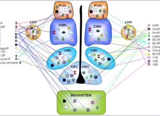 Scientists identified the function of a protein that has been confounding metabolism researchers for more than two decades