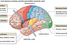 Researchers report the motor cortex is only essential for motor control when movements are executed in response to unexpected sensory feedback