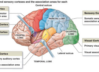 Researchers report the motor cortex is only essential for motor control when movements are executed in response to unexpected sensory feedback