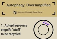 New strategy against metastatic cells
