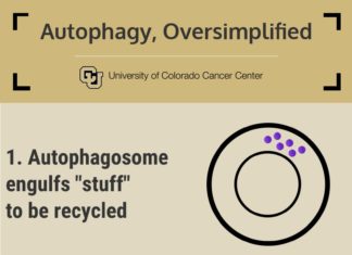 New strategy against metastatic cells