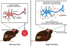 Researchers has uncovered a destructive mechanism at the molecular level that causes a well-known phenomenon associated with obesity, called leptin resistance