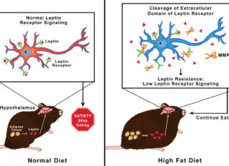 Researchers has uncovered a destructive mechanism at the molecular level that causes a well-known phenomenon associated with obesity, called leptin resistance