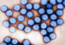 A major new study has shown that rotavirus vaccination reduced infant diarrhoea deaths by 34% in rural Malawi, a region with high levels of child deaths