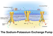 Found new evidence of how certain transport proteins are working at the molecular level, paving the way for new, improved drugs to treat psychiatric disorders