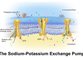 Found new evidence of how certain transport proteins are working at the molecular level, paving the way for new, improved drugs to treat psychiatric disorders