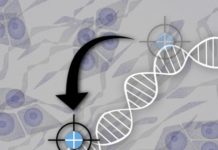 Cell lines form the backbone of cancer research. These individual groups of cells enable everything from basic genetic research to drug discovery