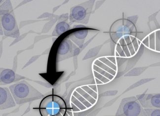 Cell lines form the backbone of cancer research. These individual groups of cells enable everything from basic genetic research to drug discovery