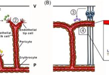 Blood vessels instruct the proper development of neuronal cellular networks in the brain