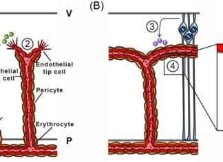 Blood vessels instruct the proper development of neuronal cellular networks in the brain