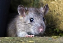 A Hong Kong man has developed the world’s first ever human case of the rat version of the hepatitis E virus