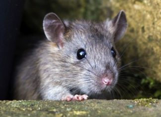 A Hong Kong man has developed the world’s first ever human case of the rat version of the hepatitis E virus