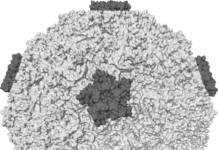 A Yale research team has revealed how cells in different parts of the human airway vary in their response to the common cold virus