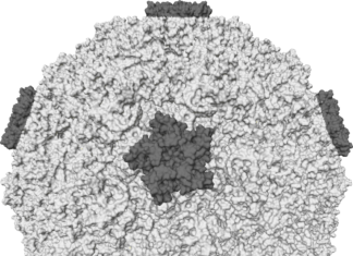 A Yale research team has revealed how cells in different parts of the human airway vary in their response to the common cold virus