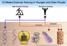 A few minutes of high-intensity interval or sprinting exercise may be as effective as much longer exercise sessions in spurring beneficial improvements in mitochondrial function