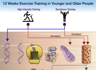 A few minutes of high-intensity interval or sprinting exercise may be as effective as much longer exercise sessions in spurring beneficial improvements in mitochondrial function