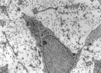 A trio of concerned scientists is issuing a warning regarding use of the phrase “mesenchymal stem cells”