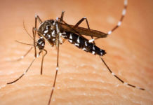 Aedes albopictus – Tiger mosquitoes are capable of transmitting yellow fever