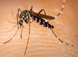 Aedes albopictus – Tiger mosquitoes are capable of transmitting yellow fever