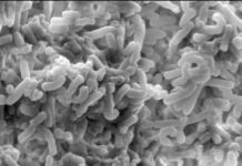 Bacterium Clostridium difficile : How bad bacteria gain an edge in the gut