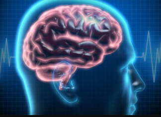 Brain has natural noise-cancelling circuit
