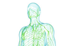 Researchers have discovered lymphatic vessels carry previously unknown messages from the brain to the immune system that triggers multiple sclerosis