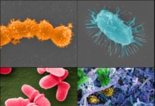Cancer : Fecal microbiota transplantation helps restore beneficial bacteria