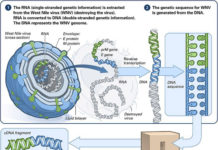 A therapeutic vaccine can boost antibodies and T cells, helping them infiltrate tumors and fight off human papillomavirus (HPV)-related head and neck cancer
