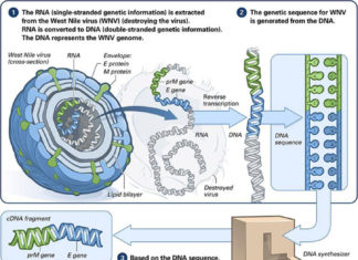 A therapeutic vaccine can boost antibodies and T cells, helping them infiltrate tumors and fight off human papillomavirus (HPV)-related head and neck cancer