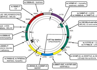 Differences in the DNA within the mitochondria can determine the severity and progression of heart disease caused by a nuclear DNA mutation