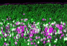 Do you have a fine-tuned sense of smell ? : Say thank’s of your timing