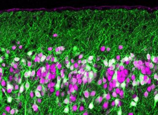 Do you have a fine-tuned sense of smell ? : Say thank’s of your timing