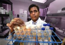 With age, expression of a small molecule that can silence others goes way up while a key signaling molecule that helps stem cells make healthy bone goes down
