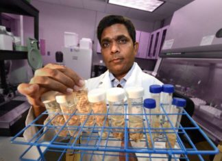 With age, expression of a small molecule that can silence others goes way up while a key signaling molecule that helps stem cells make healthy bone goes down