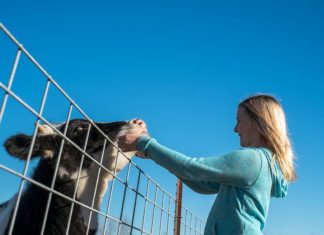 Exposure to farmyard microbes was already known to protect children from developing asthma in epidemiological studies