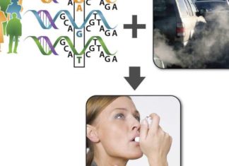 Asthma patients exhibit more intense symptoms following exposure to traffic pollution