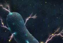 Gut bacteria’s secret: They produce electricity