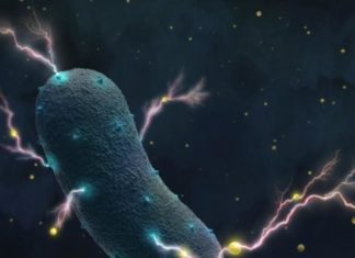 Gut bacteria’s secret: They produce electricity
