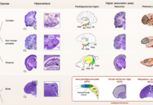 How the human brain connects individual episodic memories to help solve problems