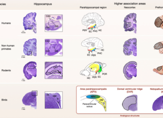How the human brain connects individual episodic memories to help solve problems