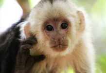 HowtoBeAMonkey.org gives the public a chance to sample the day-to-day activities of a capuchin monkey